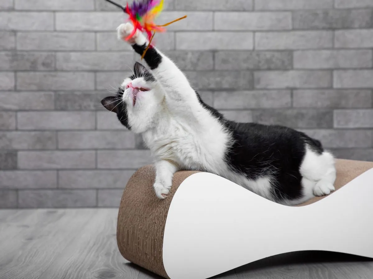 niebezpieczne przedmioty dla kota