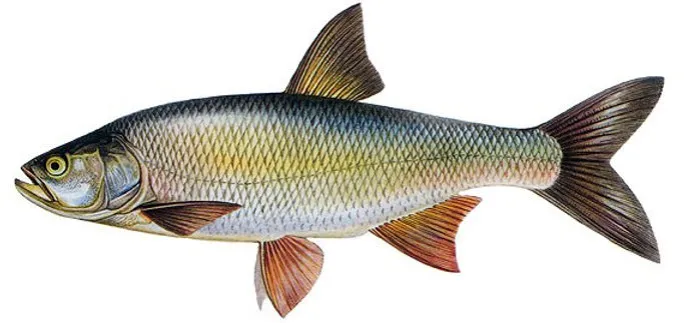 r&oacute;żnorodność ryb rzecznych do połowu na wędkę bolońską