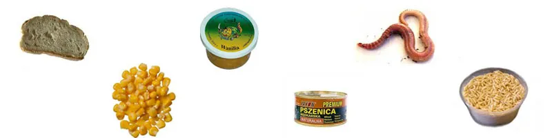 skuteczne przynęty na leszcza