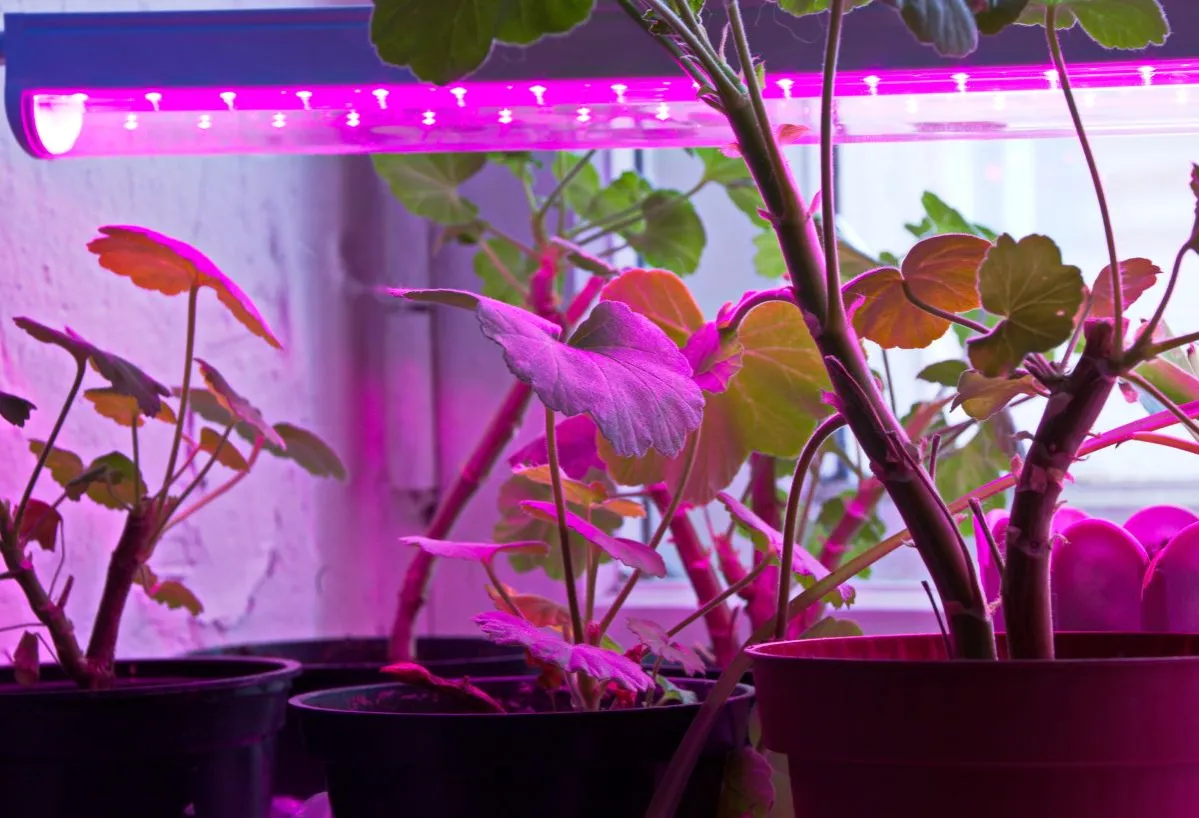 rotacja roślin domowych doświetlanie