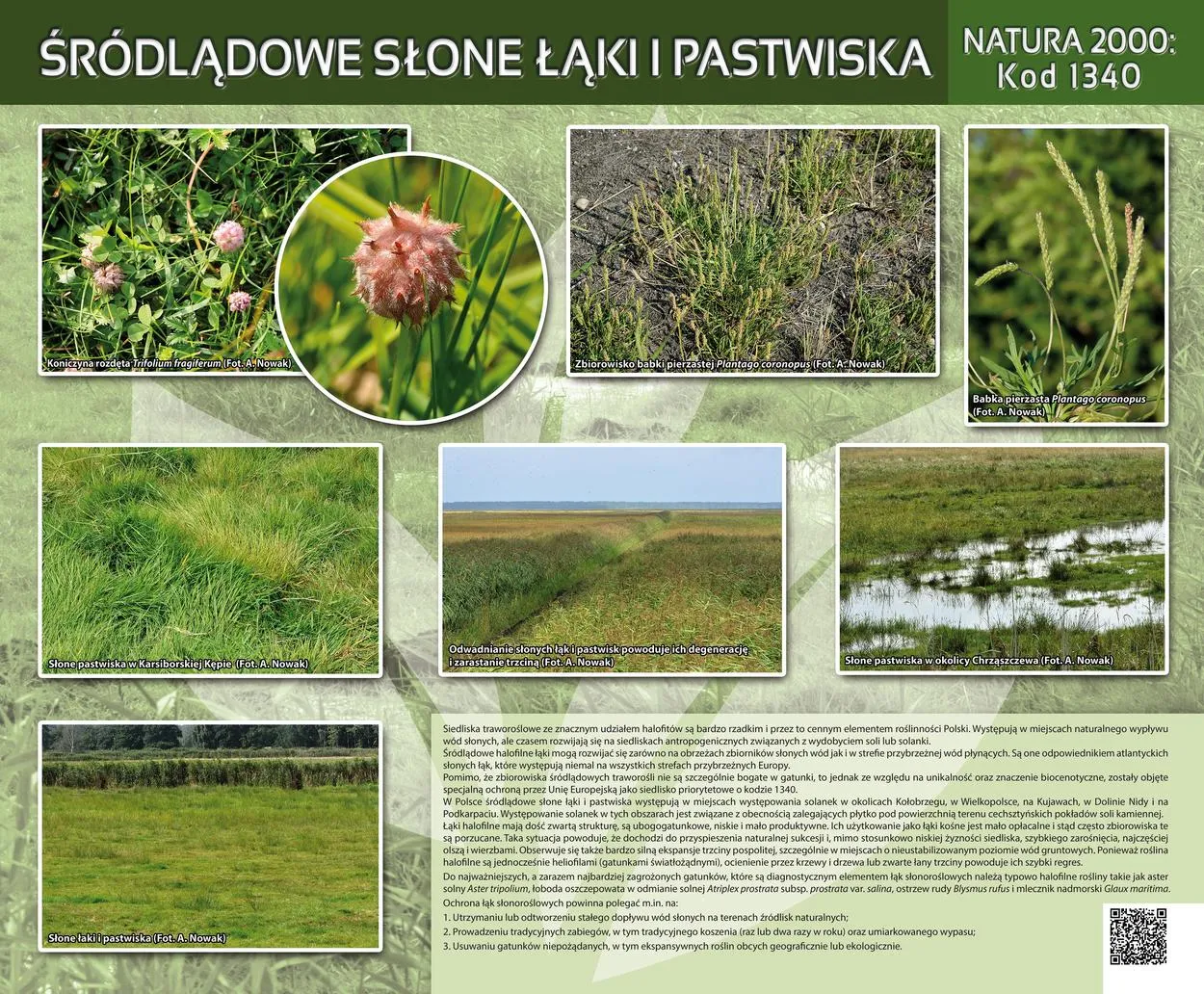 słonorośla mechelińskie łąki