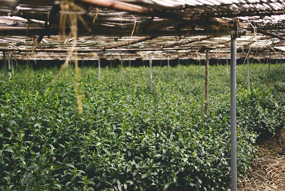 proces produkcji matchy, zacienione krzewy herbaciane