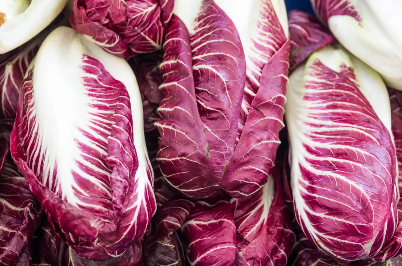 varietà di radicchio