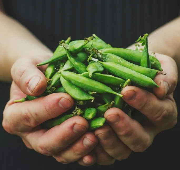 Świeży groszek zielony na straganie