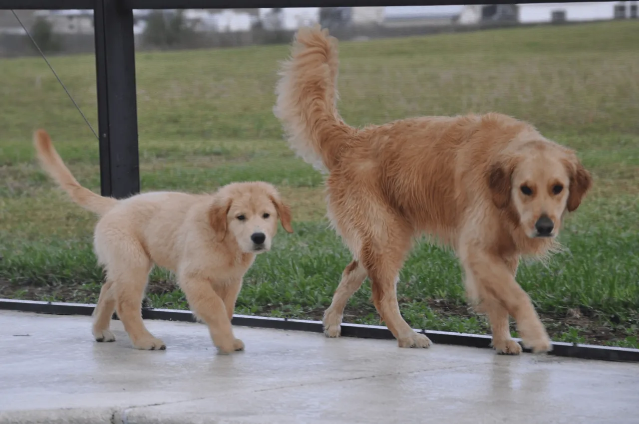 Golden Retriever puppy playing vs calm adult