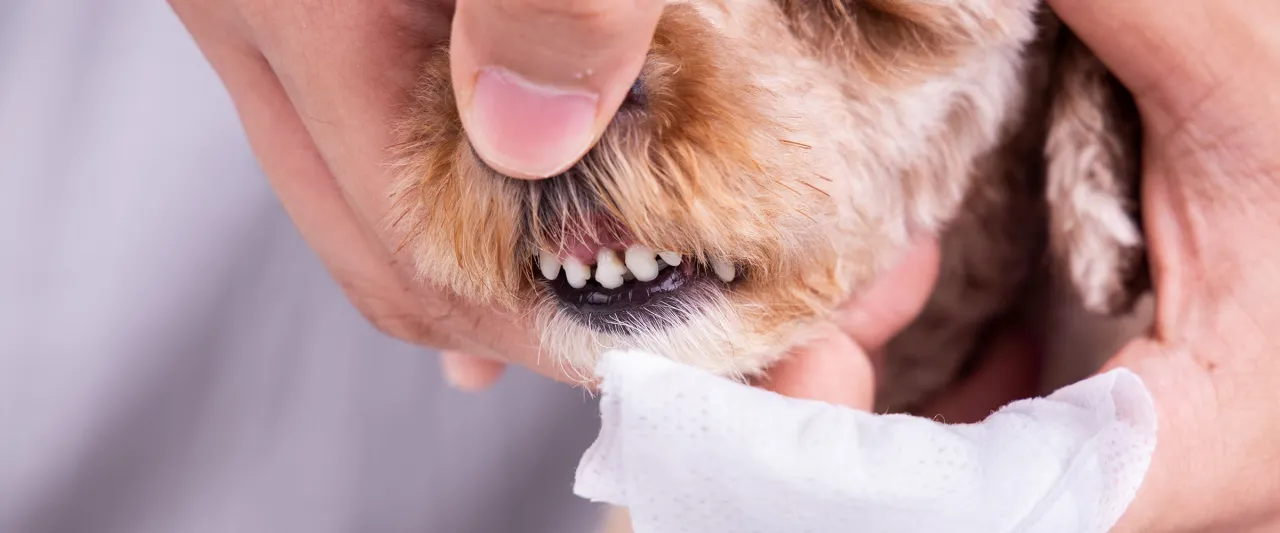 Delikatne ząbki szczeniaka, kiedy szczeniakowi wypadają zęby. Widać kilka mleczaków i dziąsła.