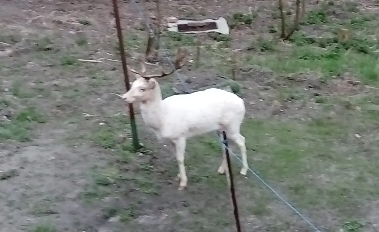 Bacówka Biały Jeleń daniele albinosy