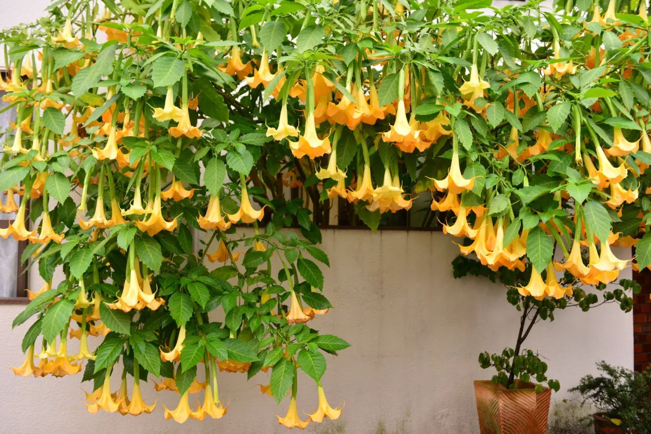 Datura Brugmansia kwitnienie obfite