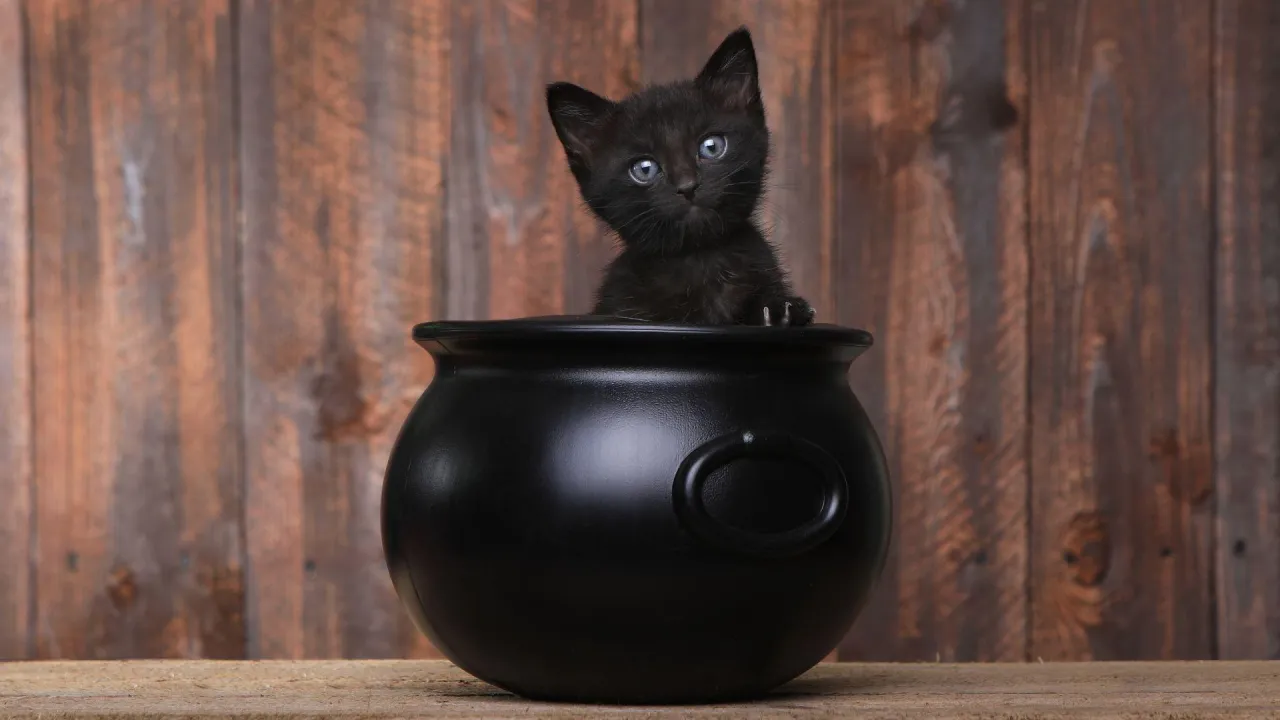 czarny kot przesąd droga