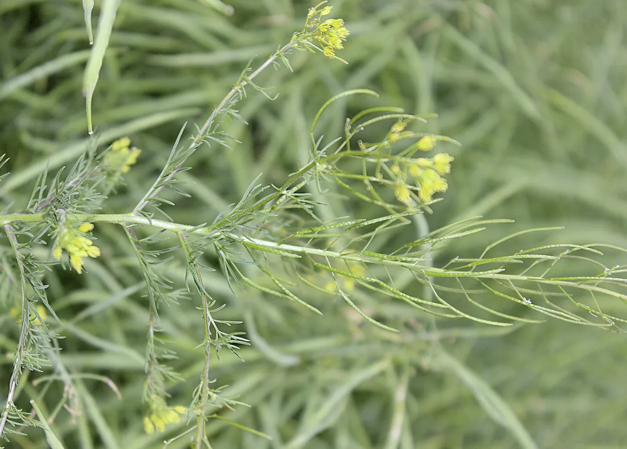 Świrzepa pospolita szkody w uprawach