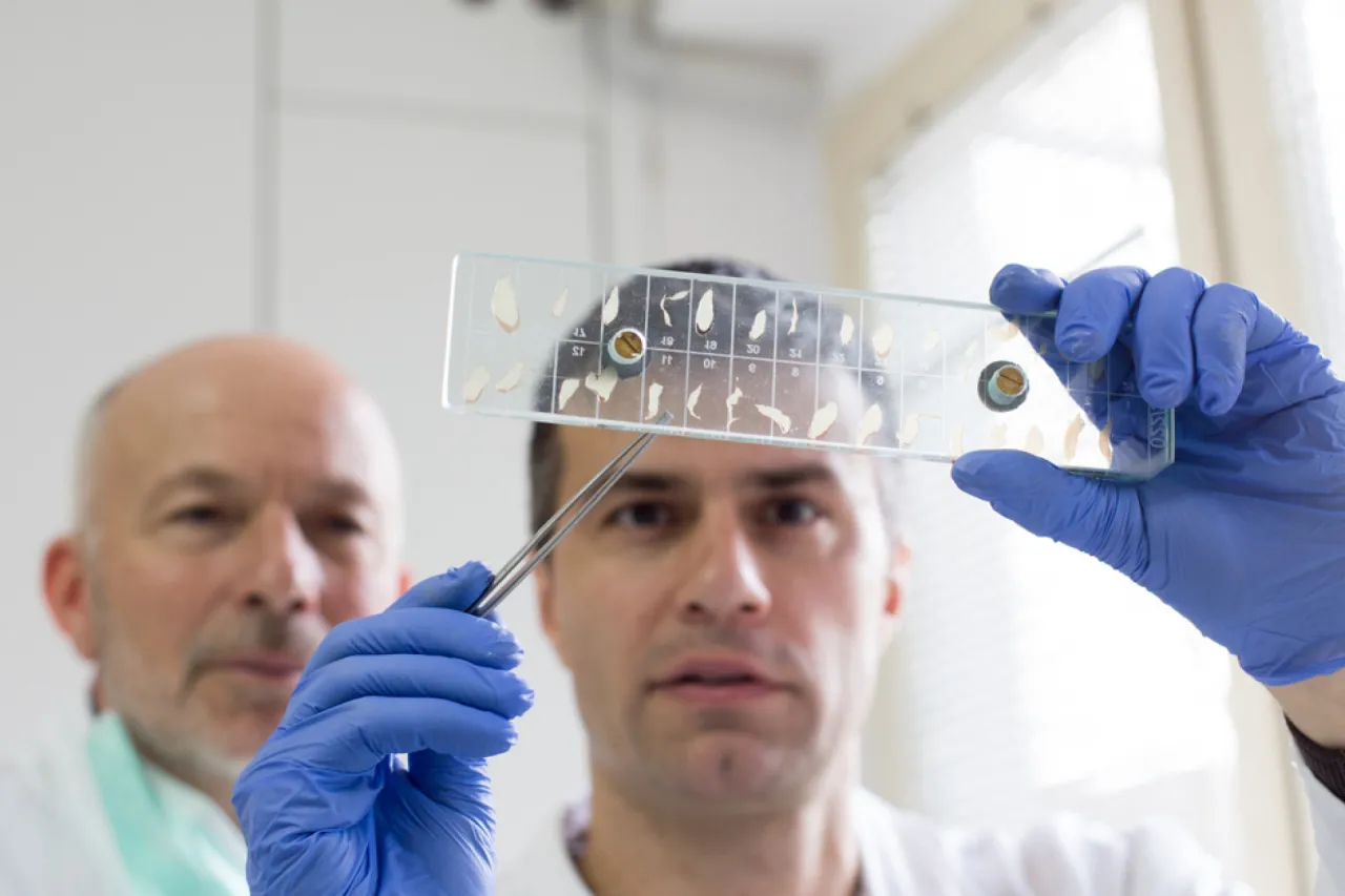 Koszt badania włośnicy mięsa na użytek własny