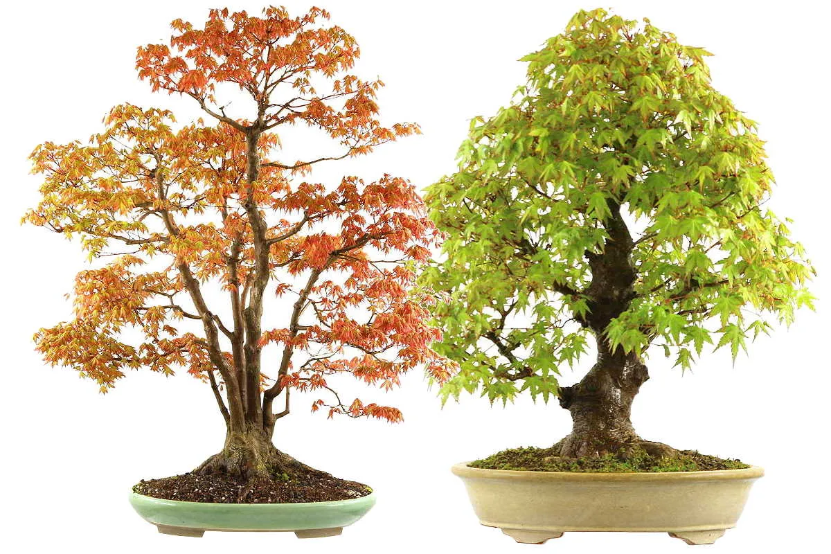 bonsai klon palmowy jesienią