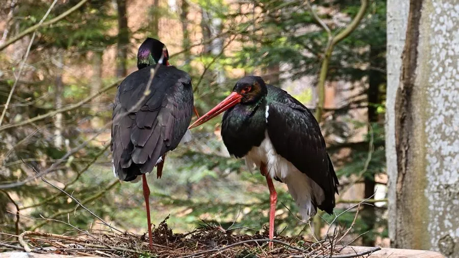 Bocian czarny w lesie