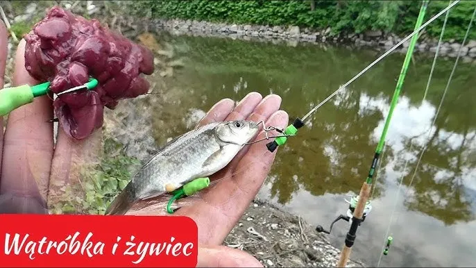 błędy w zakładaniu wątr&oacute;bki na haczyk wędkarski