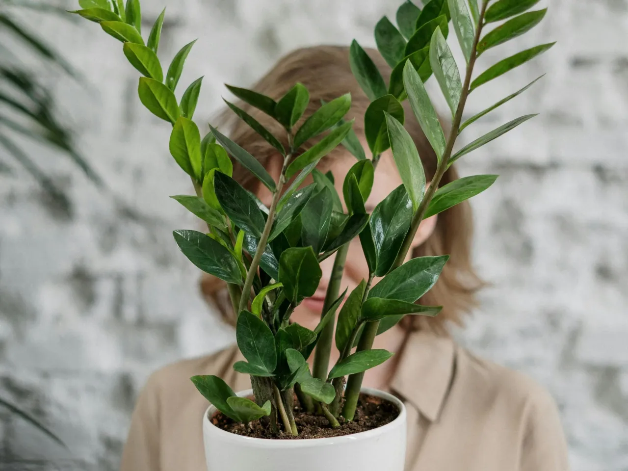 zamiokulkas gnicie korzeni przelanie