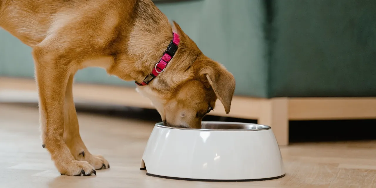 Rutyna karmienia psa