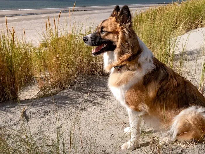 Hund am Strand Nordsee