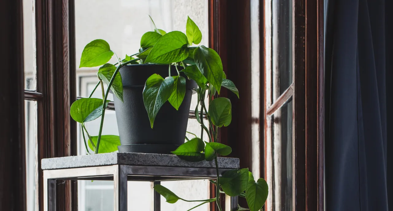 aranżacje roślin na kwietnikach stojących