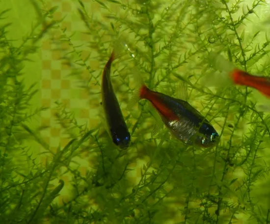 Narybek neonka karmienie pierwotniakami