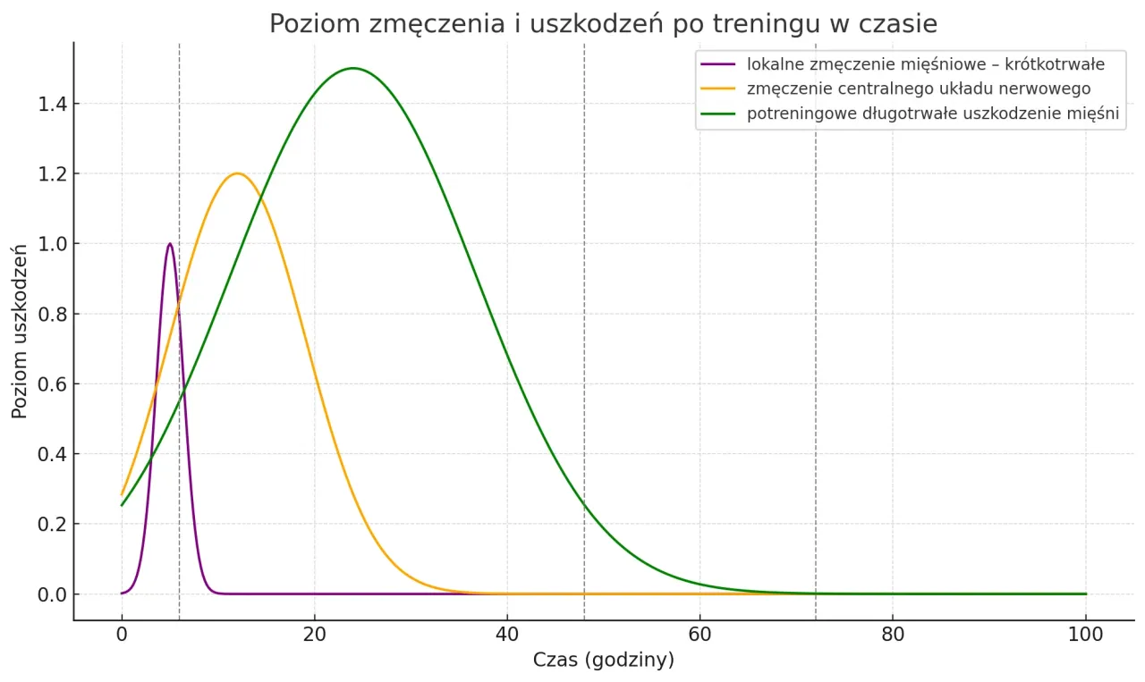 Harmonogram regeneracji mięśni po treningu