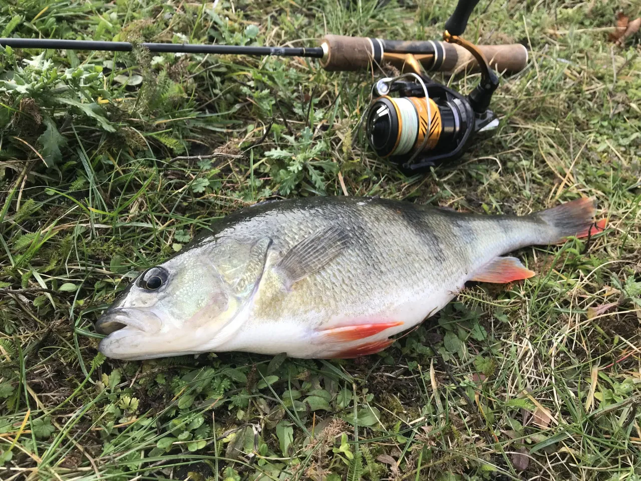 Oto piękny okoń złowiony na spinning. Dobry kolowrotek do spinningu to podstawa udanego połowu.