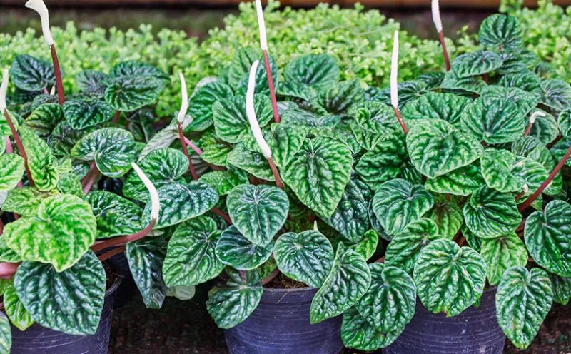 kwiaty peperomii mysie ogonki