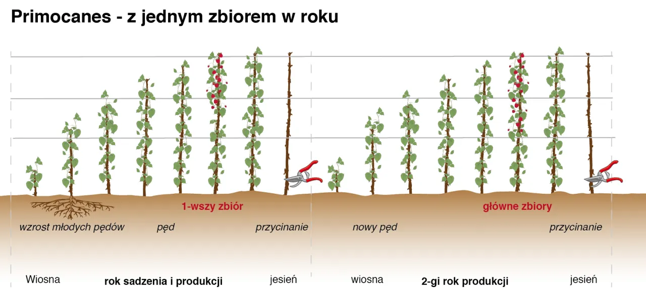Ilustracja pokazuje cykl wzrostu i przycinania malinojeżyn, od sadzenia do drugiego roku produkcji, z zaznaczonymi etapami wzrostu pęd&oacute;w i zbior&oacute;w.