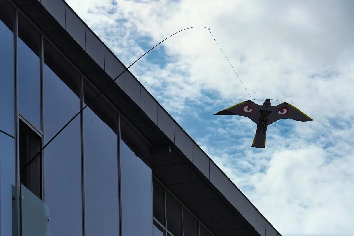 domowe odstraszacze zapachowe na gołębie