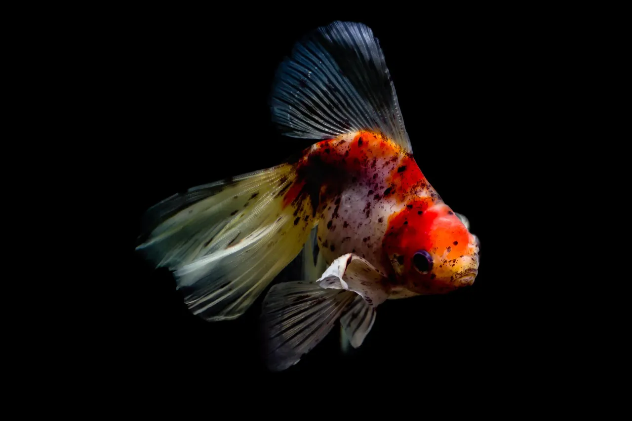 ryby agresywne akwarium