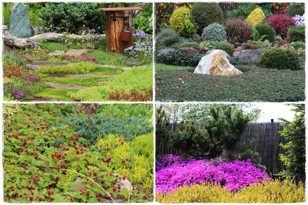 Rośliny okrywowe do ogrodu bez trawnika