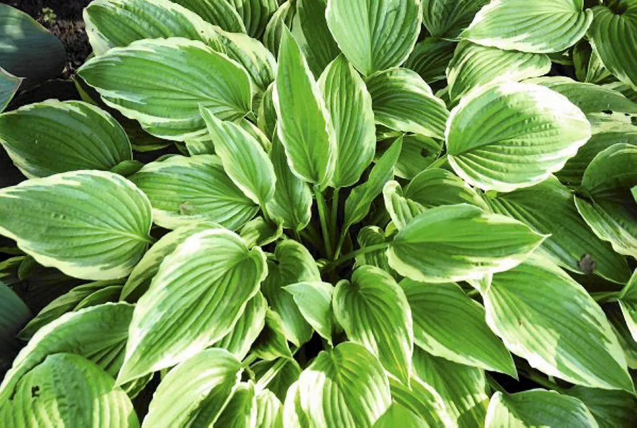 przygotowanie gleby pod funkie