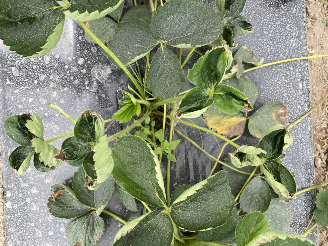 Liście truskawek z objawami niedoboru wapnia: ż&oacute;łte i brązowe plamy, zdeformowane brzegi.