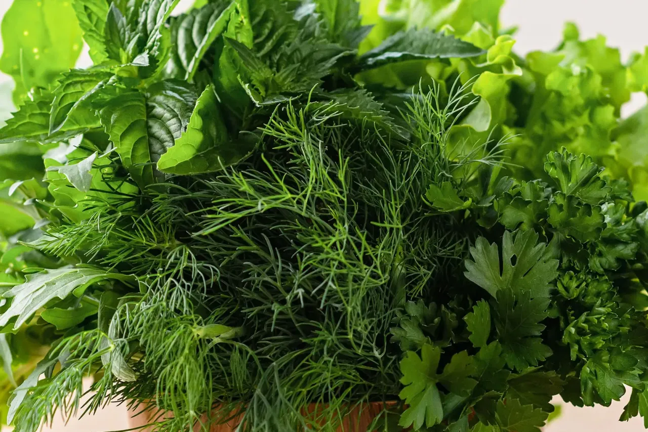 świeże zioła do sosu bazylia pietruszka mięta