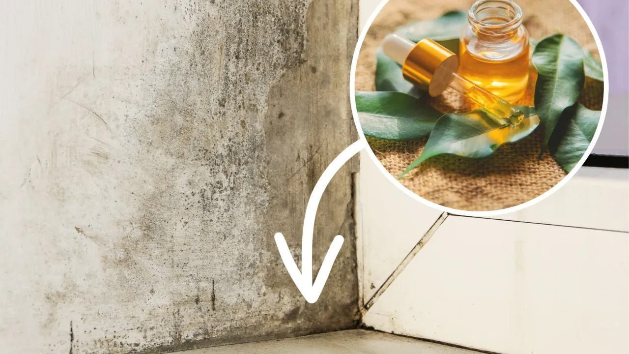 domowe środki na pleśń ocet soda olejek z drzewa herbacianego