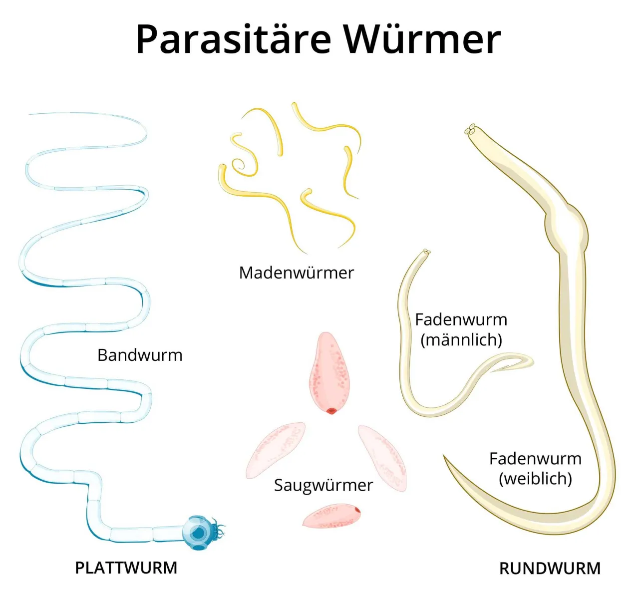Verschiedene Wurmarten beim Menschen Illustration