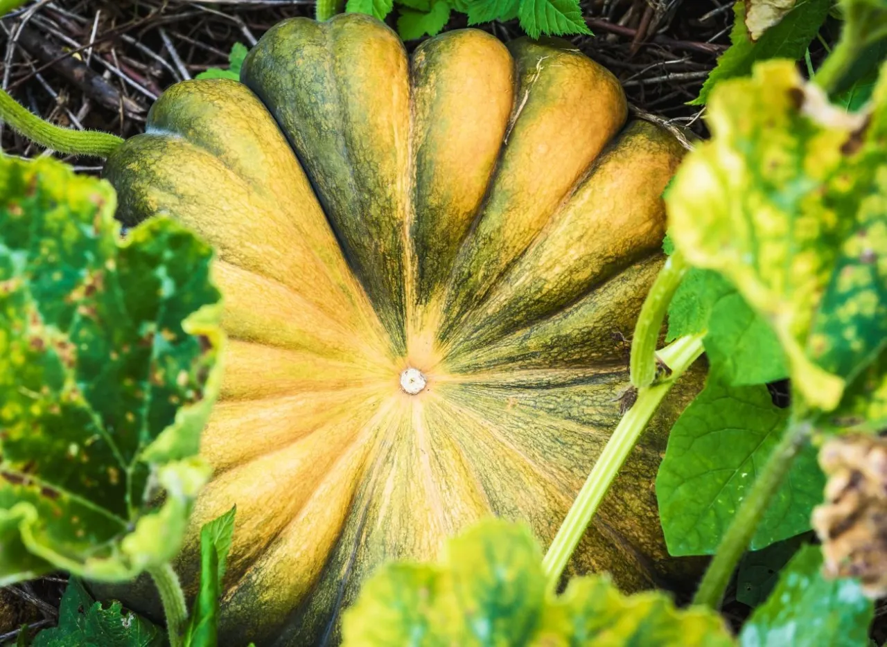 Różne odmiany dyni do uprawy w ogrodzie