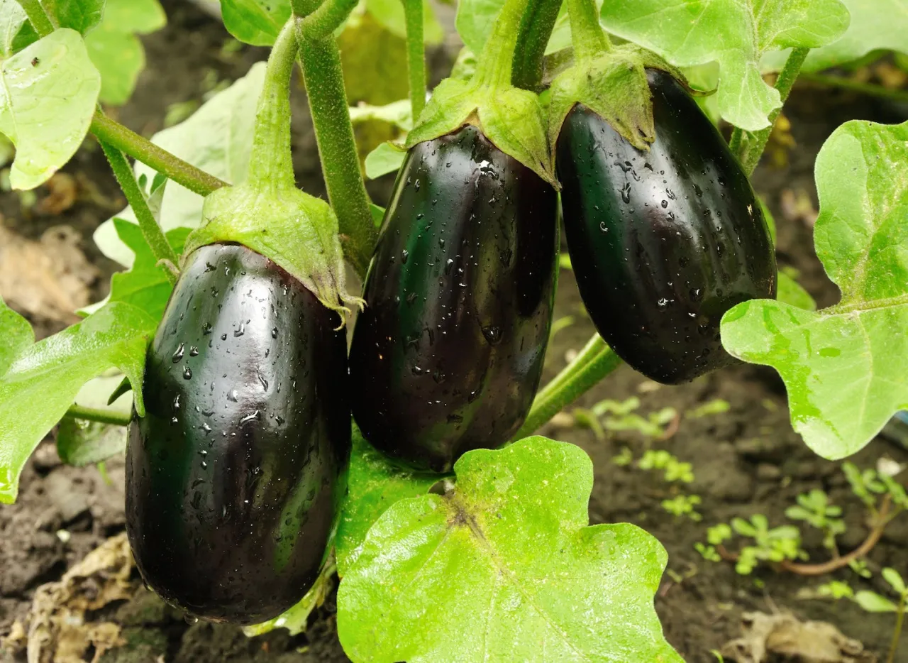 świeże bakłażany na targu, r&oacute;żne odmiany bakłażana
