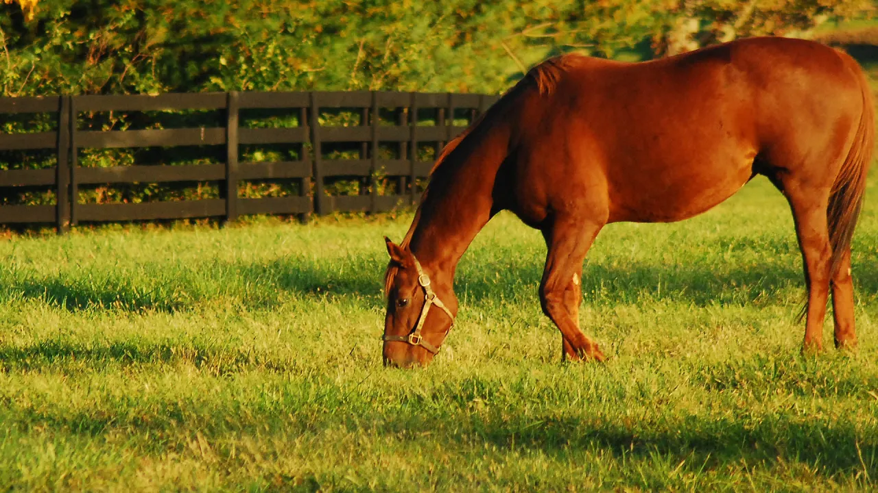 Koń boso na pastwisku
