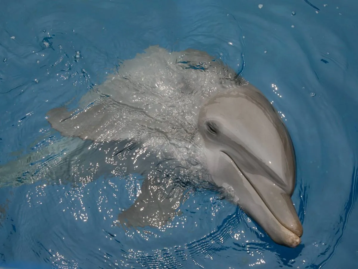 Uśmiechnięty delfin pływa w błękitnej wodzie, pokazując, gdzie żyją delfiny.