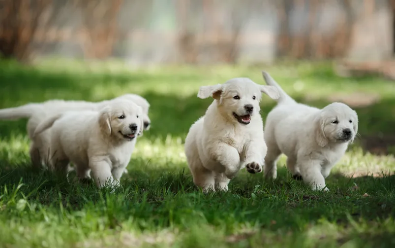 odpowiedzialny hodowca ps&oacute;w z dokumentami