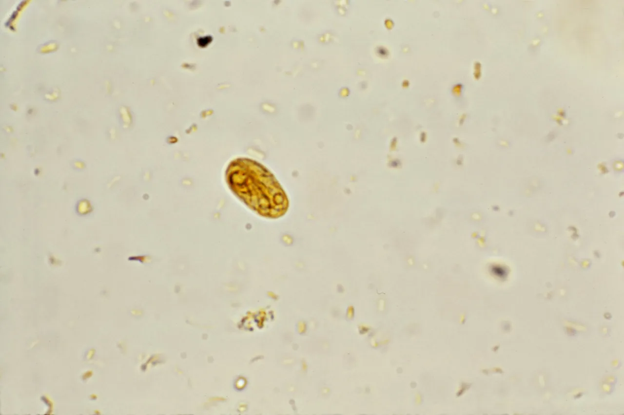 Giardia lamblia mikroskop