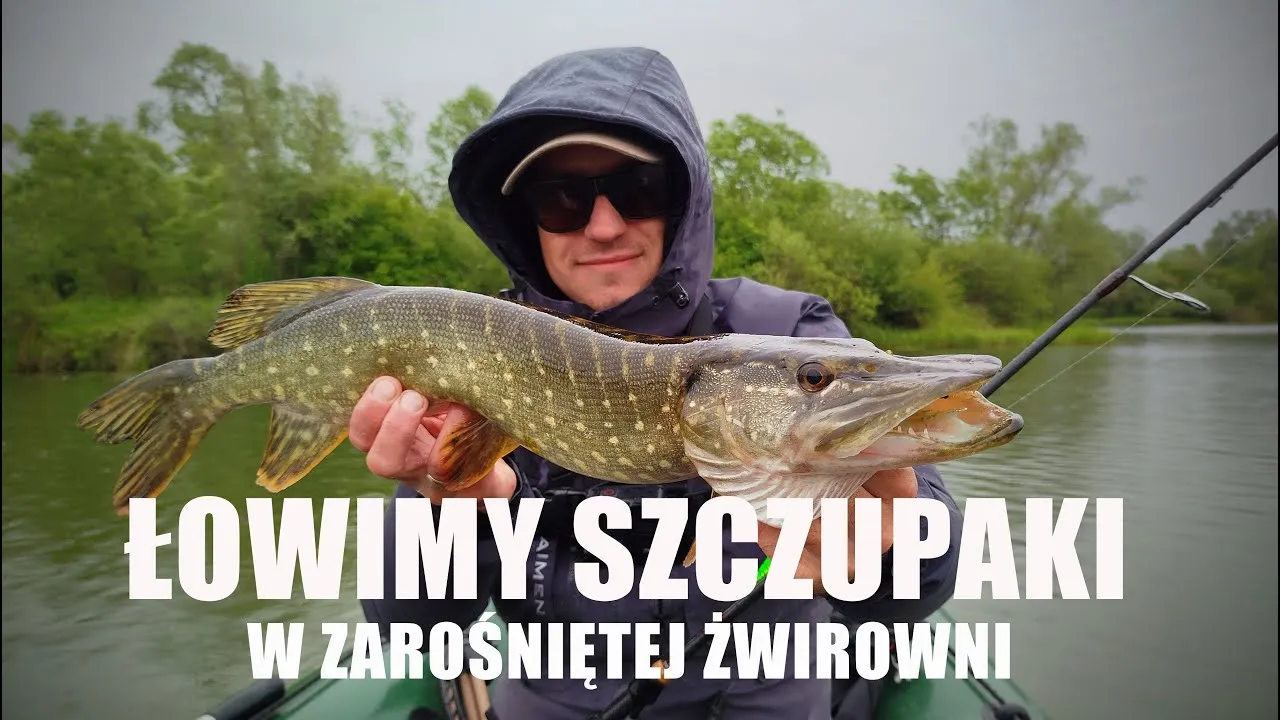 Wędkarz holujący szczupaka z zarośniętego łowiska