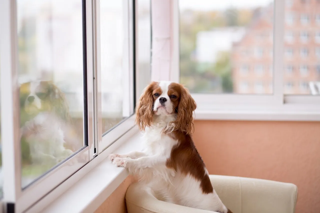cavalier king charles spaniel w mieszkaniu