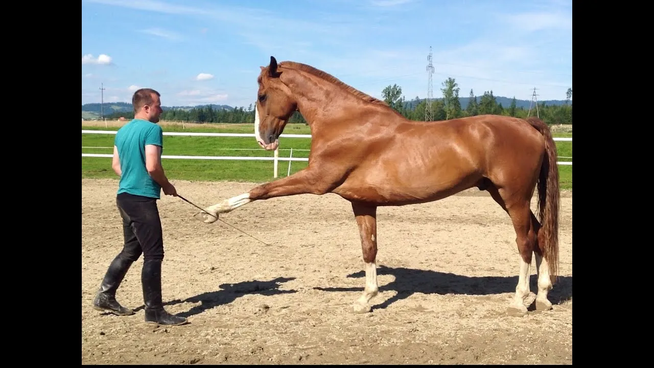 koń wykonujący hiszpański stęp