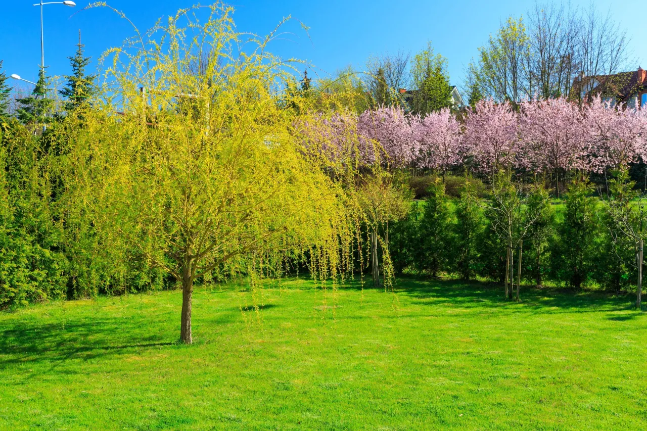 Różne odmiany wierzb w ogrodzie