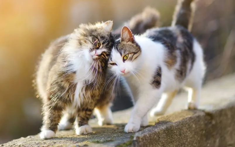 kotka pozycja lordozy