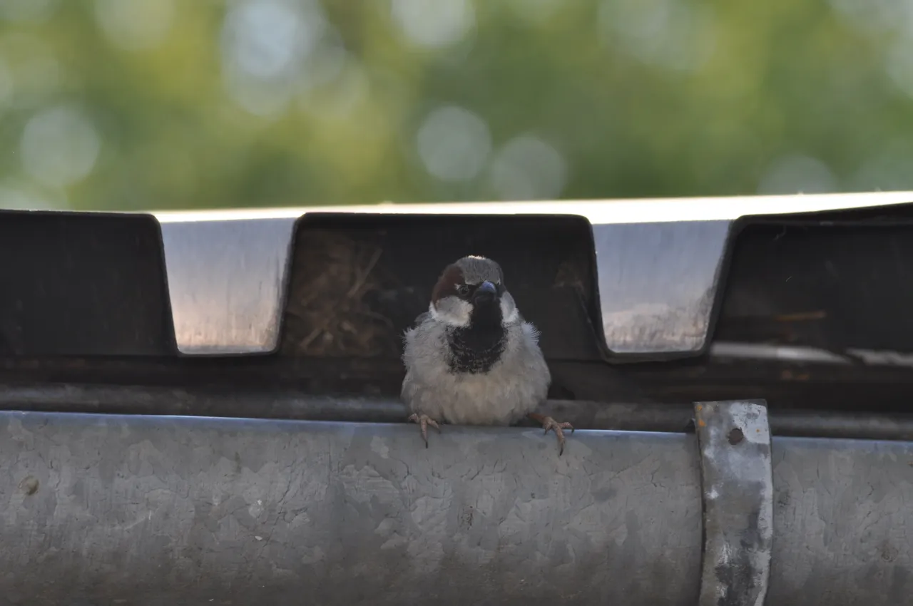 różne miejsca gniazdowania wróbli w budynkach