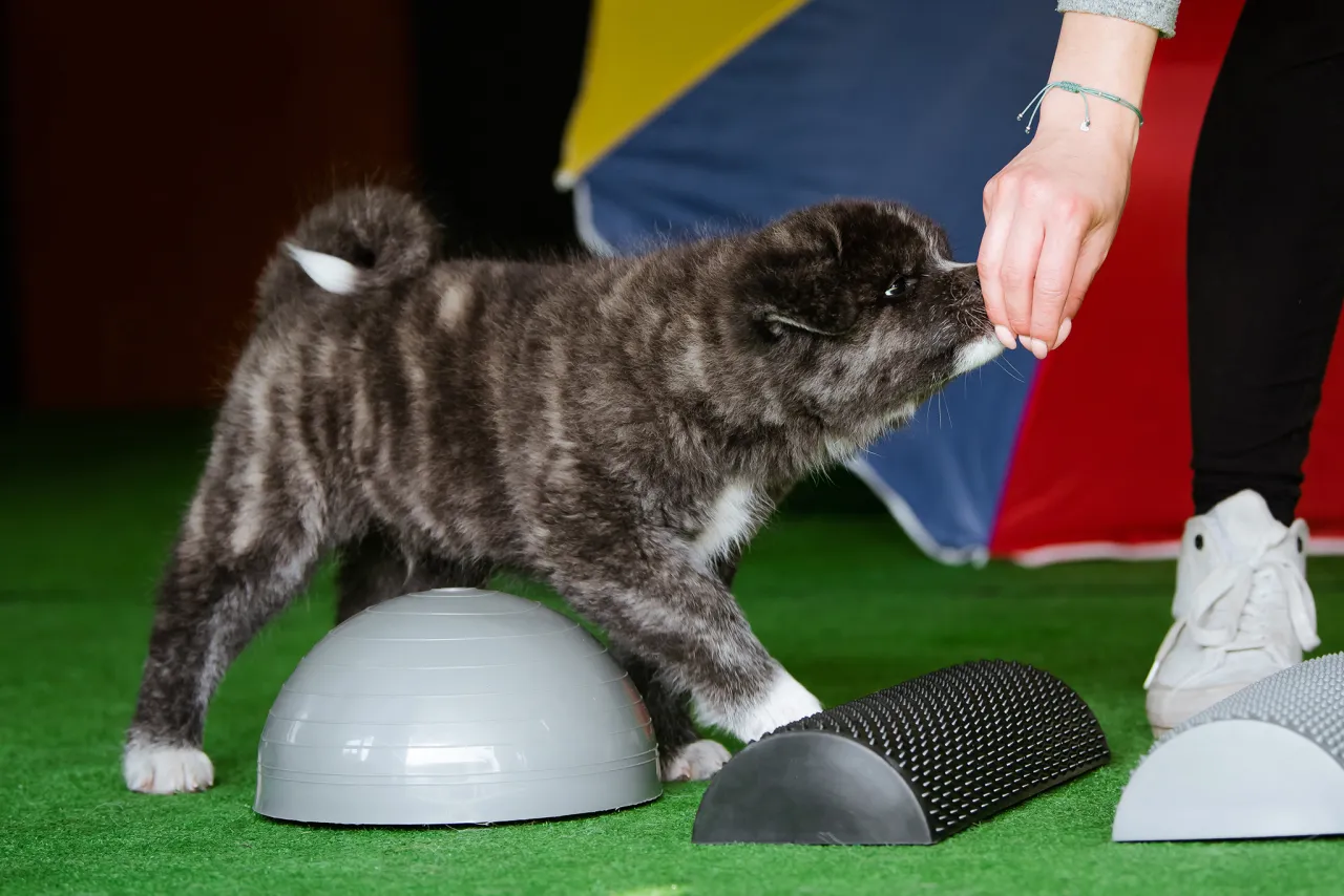 Szczeniak akity, który nie jest groźny, delikatnie bierze smakołyk z ręki. Ćwiczy na zielonej macie z przyrządami do treningu.