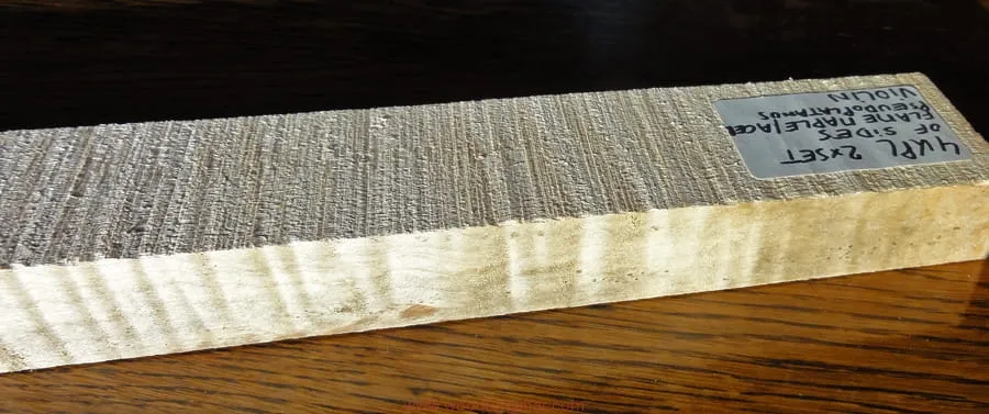 jawor falisty na skrzypcach