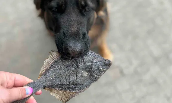 różne rodzaje gryzaków dla szczeniąt